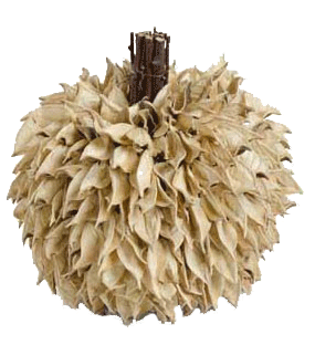 Cream Pod Pumpkin With Twig Stem