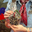 Little Star Wild Bird Treats