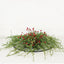 Half-Sphere Wispy Cypress Pine with Red Berries and Pinecones