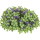 Purple Sage Boxwood Half Sphere
