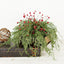 Half-Sphere Wispy Cypress Pine with Red Berries and Pinecones
