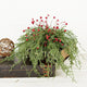 Half-Sphere Wispy Cypress Pine with Red Berries and Pinecones