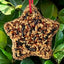 Little Star Wild Bird Treats