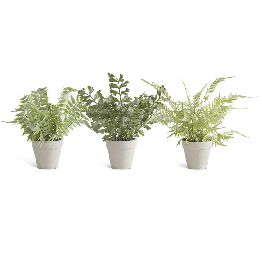 Real Touch Ferns in Gray Pots - 3 Styles