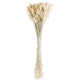 Bunny Tail Wheat Bundle (Store Pick Up Only: Williamsport, PA)