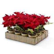 Potted Red Poinsettia_CLEARANCE