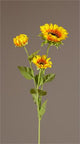 Yellow and Orange Sunflower Stem