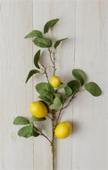 Lemon Branch