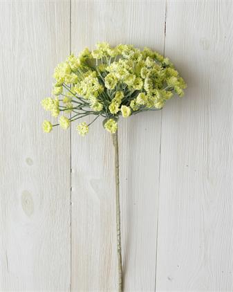 Yellow Allium Branch