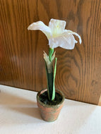 Potted White Amaryllis_CLEARANCE