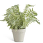 Real Touch Ferns in Gray Pots - 3 Styles