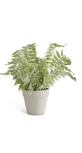 Real Touch Ferns in Gray Pots - 3 Styles