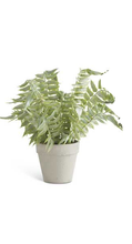Load image into Gallery viewer, Real Touch Ferns in Gray Pots - 3 Styles
