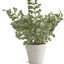 Real Touch Ferns in Gray Pots - 3 Styles