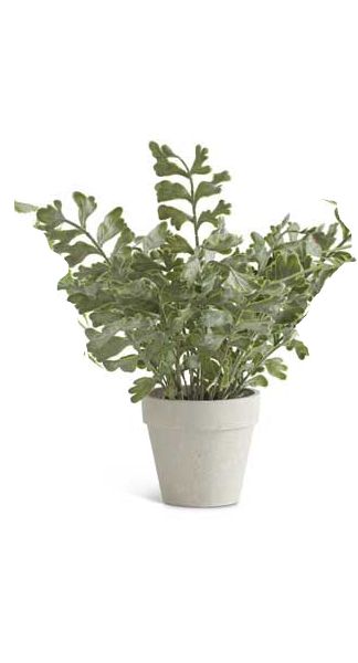 Real Touch Ferns in Gray Pots - 3 Styles