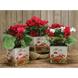 Geranium in Designer Pot