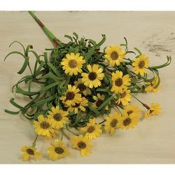 Mini Mountain Yellow Daisy Bush