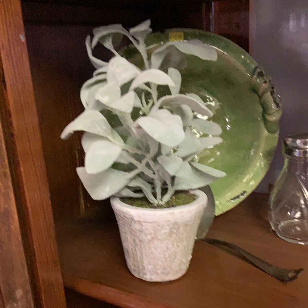 Real Touch Lambs Ear in Whitewashed Pot